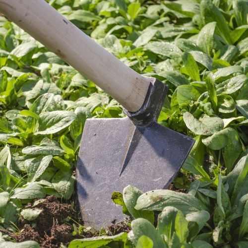 MOTIKA KOVANA 600GR NASAĐENA