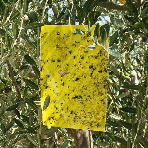 PLOČA FITOKOL ŽUTA LJEPLJIVA 10KOM