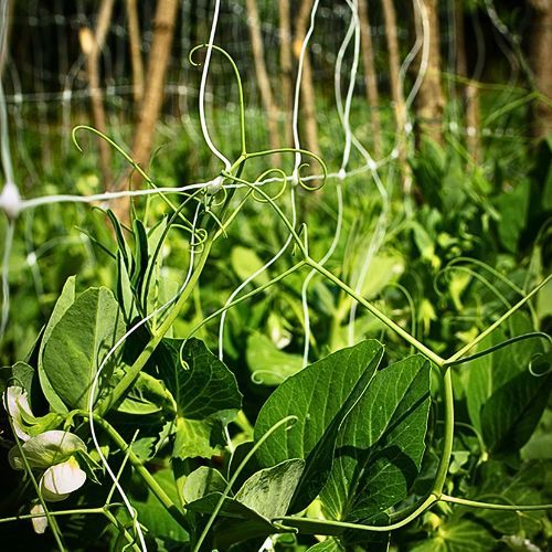 MREŽA CLIMBY 1,8X25M