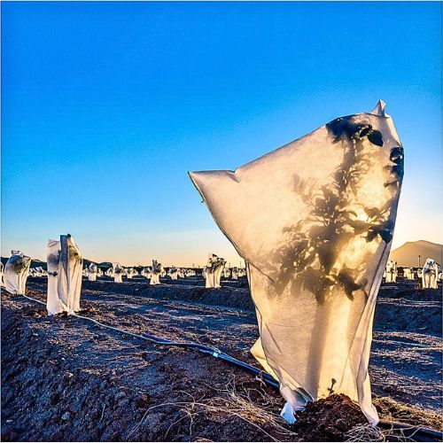 POKRIVAČ ZA BILJKE 60 G/M2 BEŽ S VEZICOM+PATENT 2X2.4M