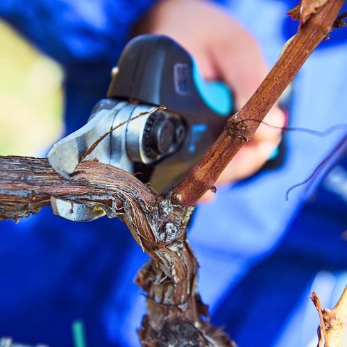 CAMPAGNOLA AKU ŠKARE STARK XM (3 AKUMULATORA+BRUS. KAMEN)