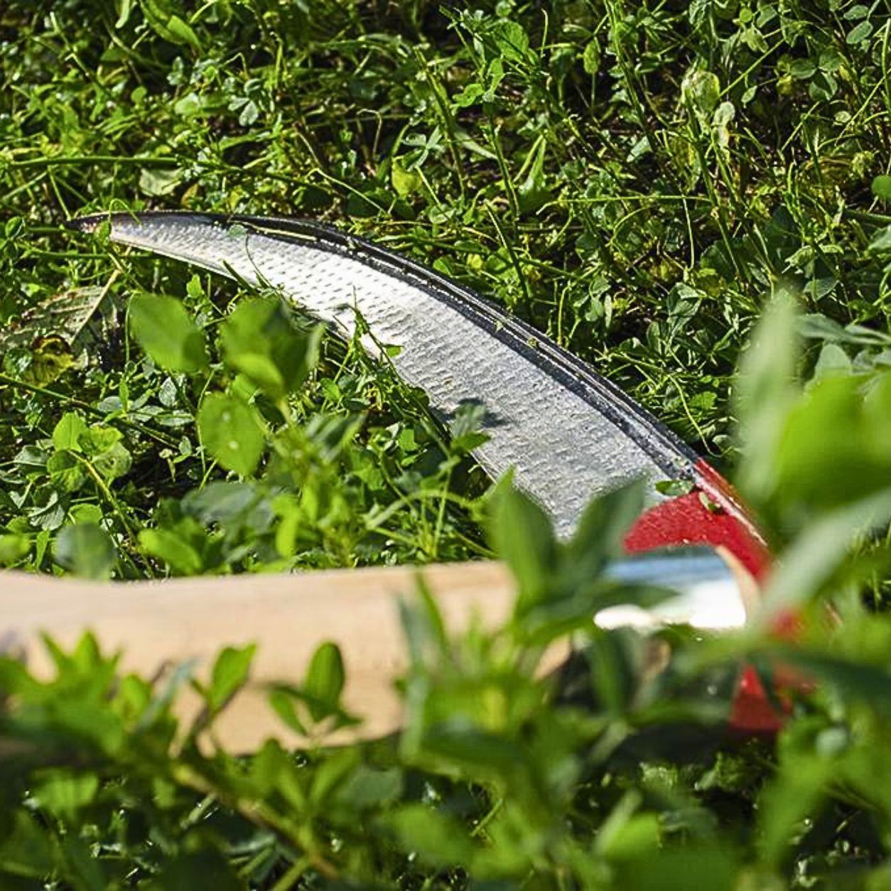 KOSA 60CM
