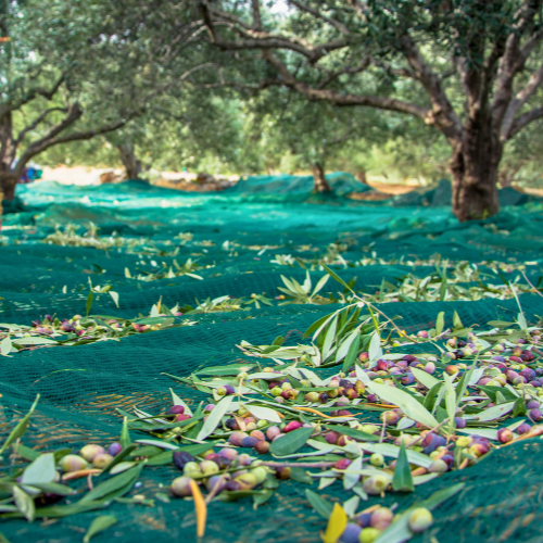 MREŽA ZA MASLINE 6X6 SA PROREZOM