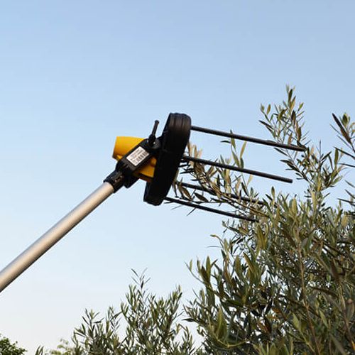 BERAČ MASLINA GIULIVO 4YOU