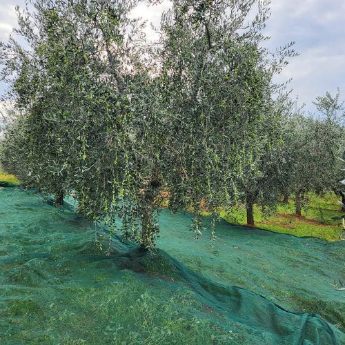 MREŽA ZA BERBU MASLINA 8X50M 80 g/m2