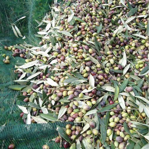 MREŽA ZA BERBU MASLINA 8X50M 80 g/m2