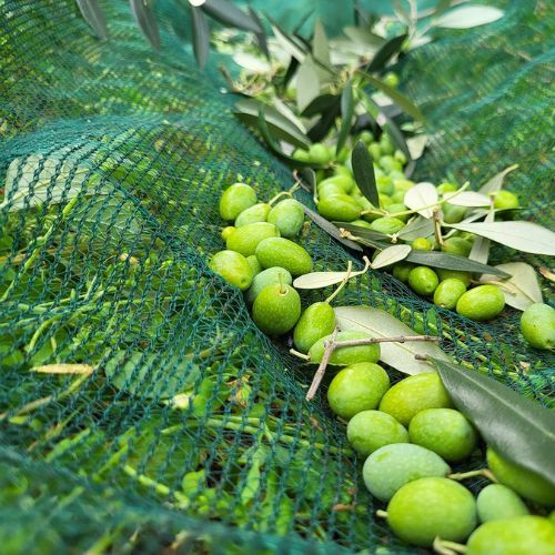 MREŽA ZA BERBU MASLINA 8X50M 80 g/m2