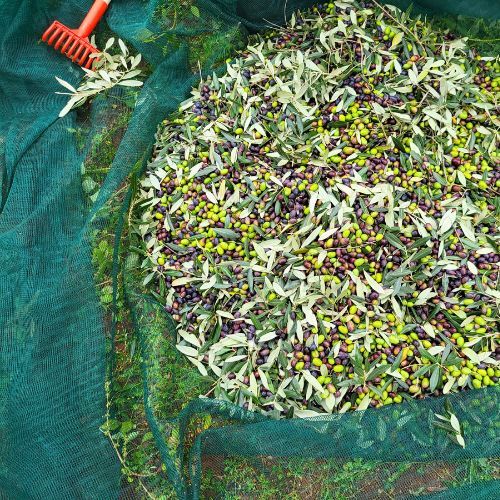 MREŽA ZA BERBU MASLINA 8X50M 80 g/m2